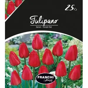 Bulbi lalele Darwin Triumph Red, 25 bulbi
