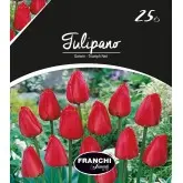 Bulbi lalele Darwin Triumph Red, 25 bulbi