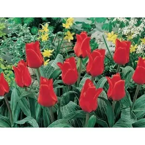 Bulbi lalele Greigii Red Riding Hood, 25 bulbi