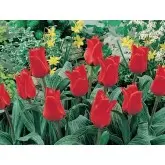 Bulbi lalele Greigii Red Riding Hood, 25 bulbi