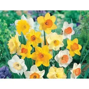 Bulbi narcise Trumpet Large Cupped mix, 15 bulbi