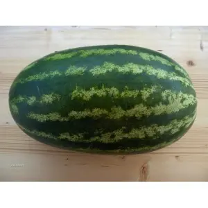 Seminte pepene verde Daytona F1