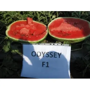 Seminte pepene verde Odyssey F1