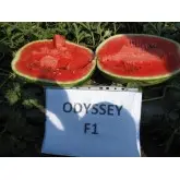 Seminte pepene verde Odyssey F1