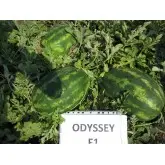 Seminte pepene verde Odyssey F1