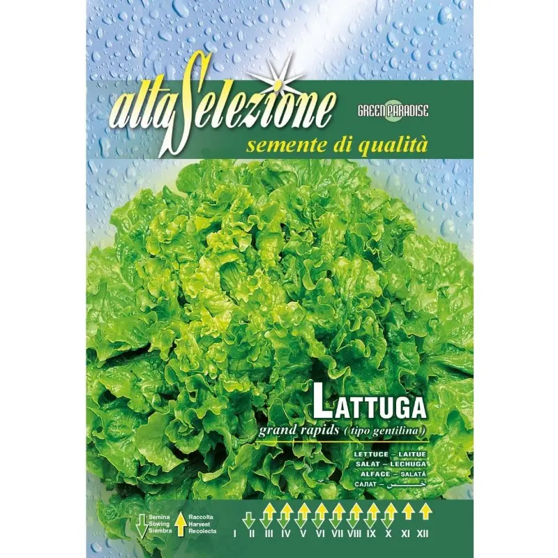 Seminte salata Gentilina Alta Selezione