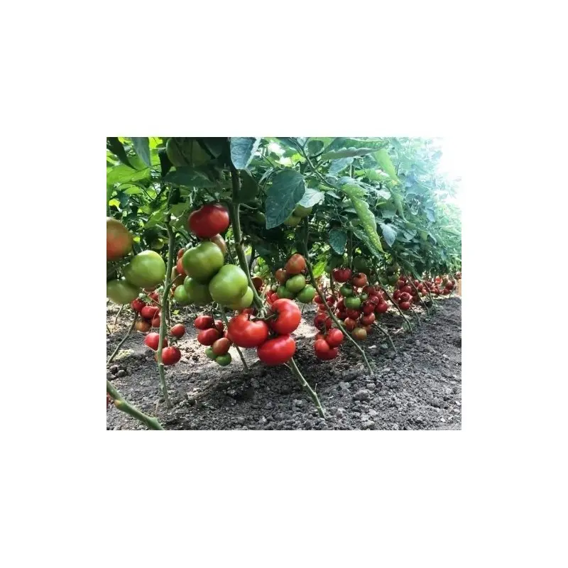 Seminte tomate Yety F1