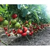 Seminte tomate Yety F1
