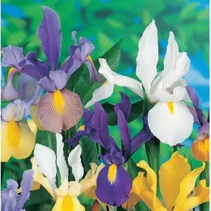 Bulbi iris Hollandica mixtura, 25 bulbi