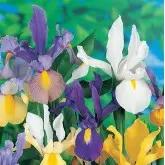 Bulbi iris Hollandica mixtura, 25 bulbi