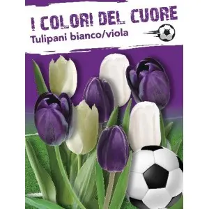 Bulbi mix lalele albe si mov, 16 bulbi