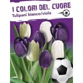 Bulbi mix lalele albe si mov, 16 bulbi
