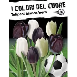 Bulbi mix lalele albe si negre, 16 bulbi