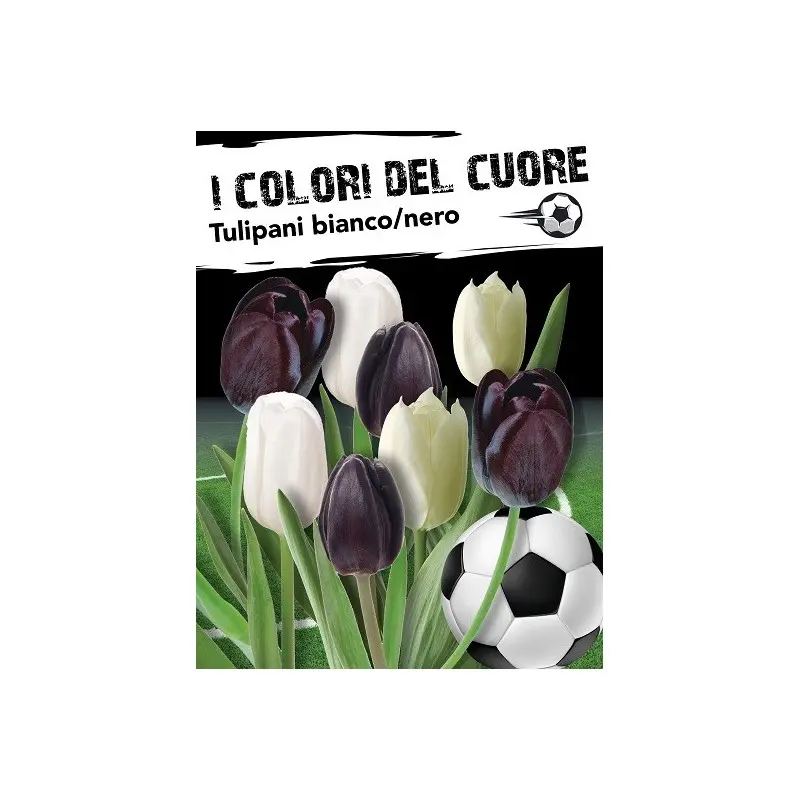 Bulbi mix lalele albe si negre, 16 bulbi