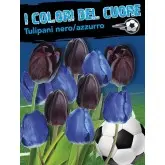 Bulbi mix lalele negre si albastre, 16 bulbi