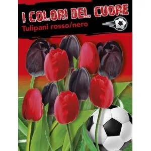 Bulbi mix lalele rosii si negre, 16 bulbi