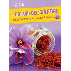 Bulbi de Sofran, 16 bulbi
