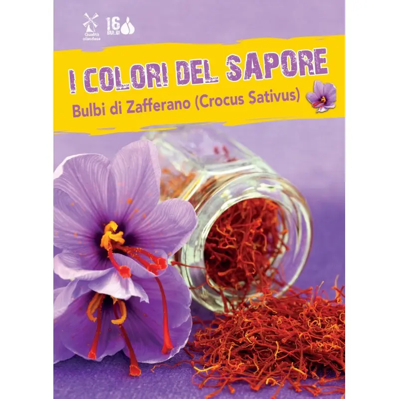 Bulbi de Sofran, 16 bulbi