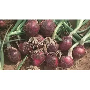 Seminte ceapa Red Spring