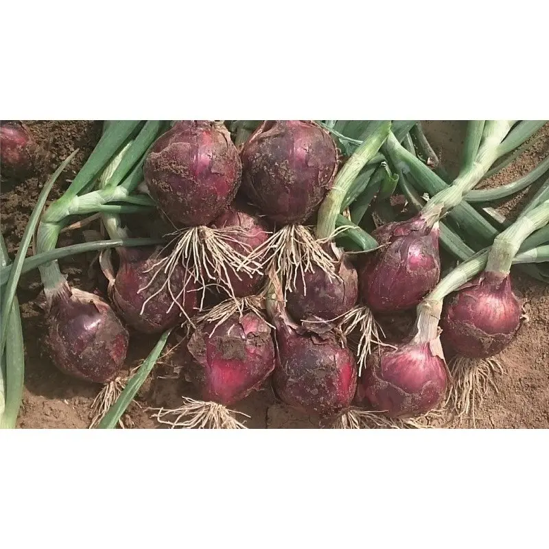 Seminte ceapa Red Spring