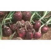 Seminte ceapa Red Spring