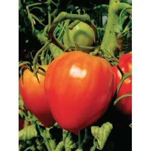 Seminte tomate Cuor di Bue Mercurio D’oro