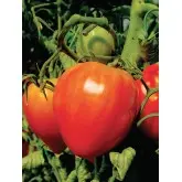 Seminte tomate Cuor di Bue Mercurio D’oro