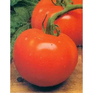 Seminte tomate Marglobe Mercurio D’oro