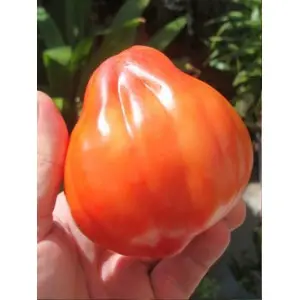 Seminte tomate Red Pear Mercurio D’oro