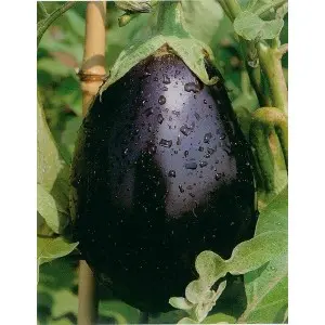 Seminte vinete Black Beauty Mercurio D’oro