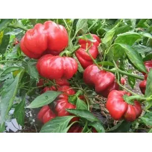 Seminte ardei gogosar Topepo Rosso Mercurio D’oro