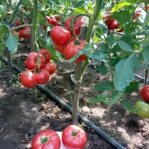 Seminte tomate Pink Treat F1
