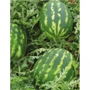 Seminte pepene verde Demre F1