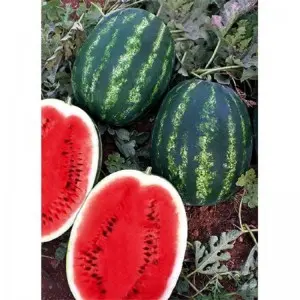 Seminte pepene verde Melia F1