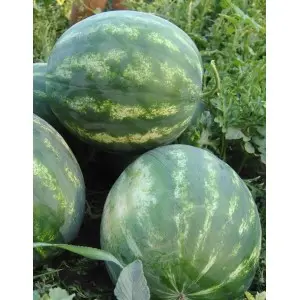 Seminte pepene verde Seker F1