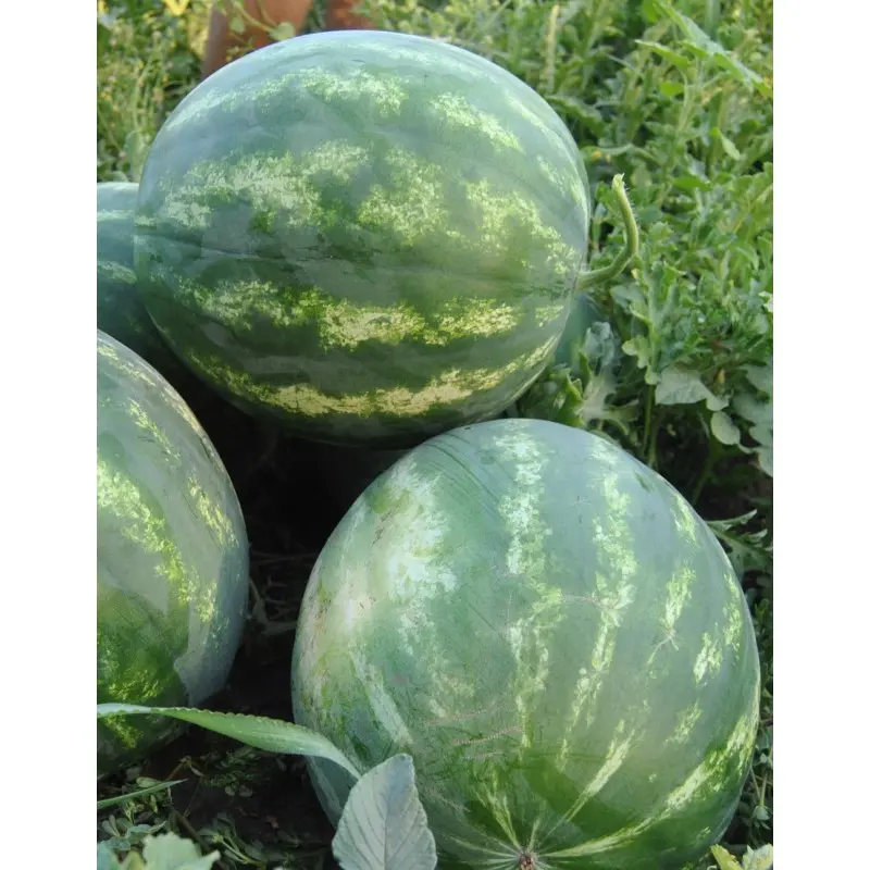 Seminte pepene verde Seker F1