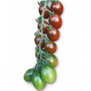 Seminte tomate cherry 172 - 857 F1