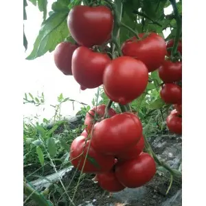 Seminte tomate Ekin (Giraffe - Isabella) F1