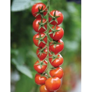 Seminte tomate cherry Marghol F1