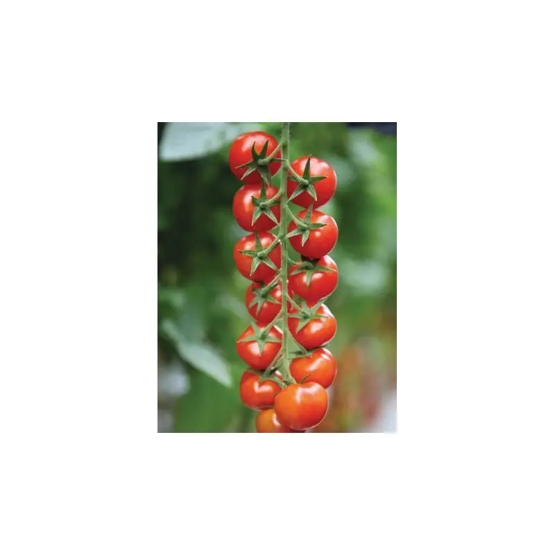 Seminte tomate cherry Marghol F1