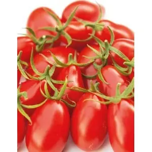 Seminte tomate cherry Nicoleta (142-520) F1