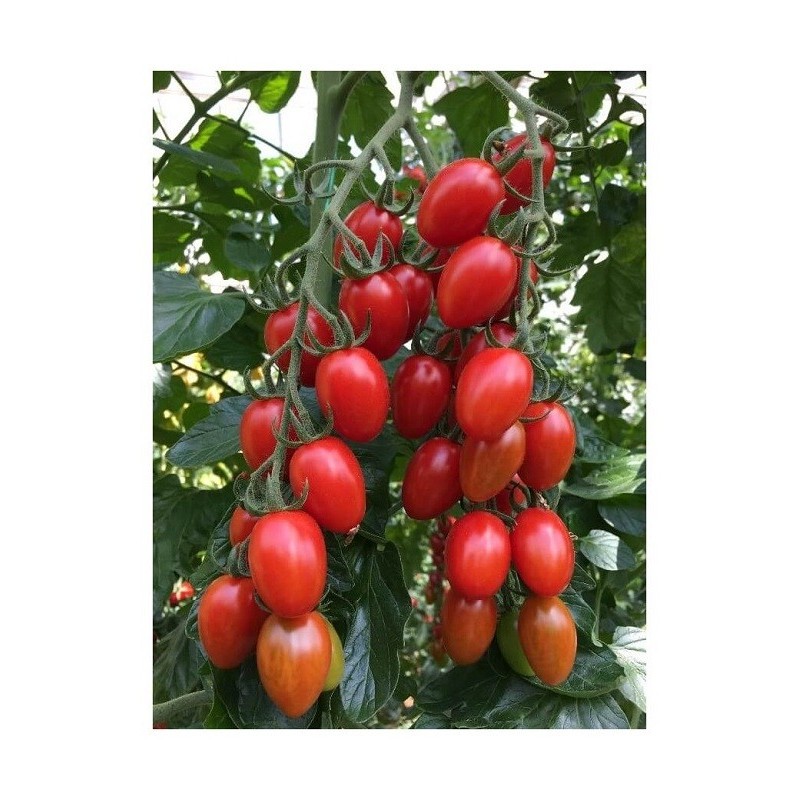 Seminte tomate cherry Nicoleta (142-520) F1