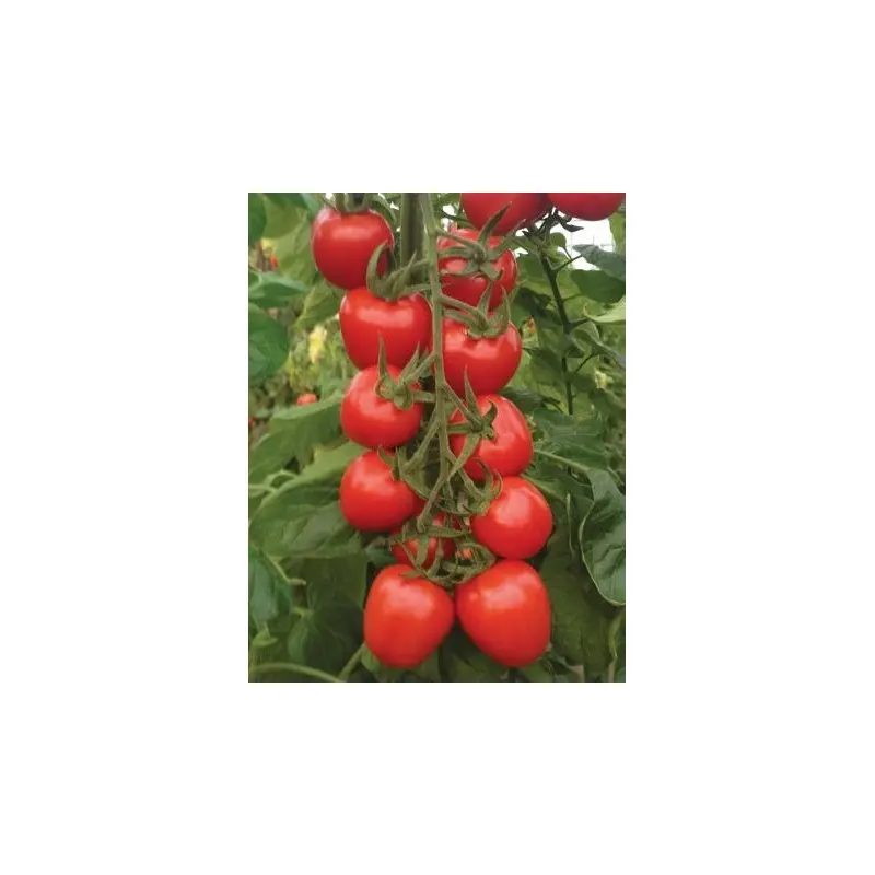 Seminte tomate cocktail Red Heart F1