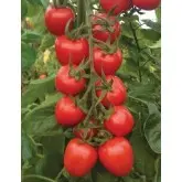 Seminte tomate cocktail Red Heart F1