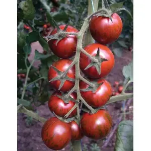 Seminte tomate cherry Tiger F1