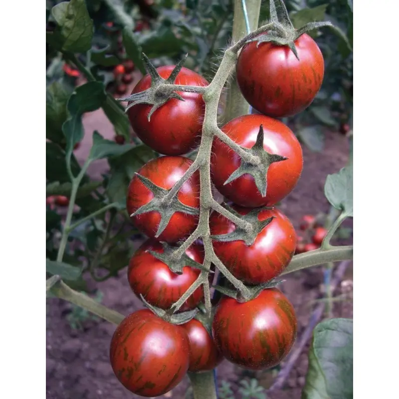 Seminte tomate cherry Tiger F1