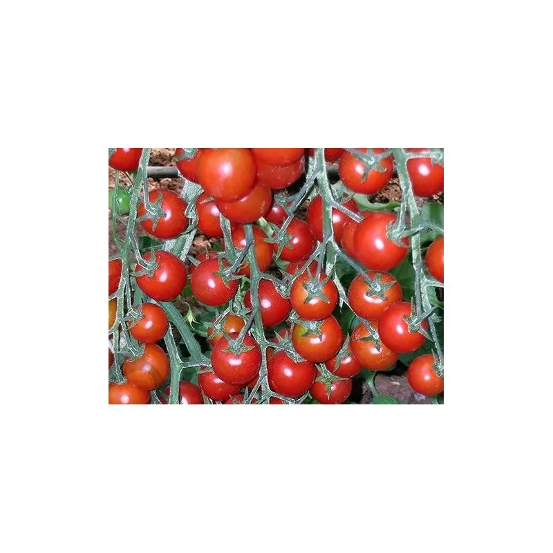 Seminte tomate cherry Yeniceri F1