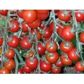 Seminte tomate cherry Yeniceri F1