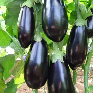 Seminte vinete Gortina F1