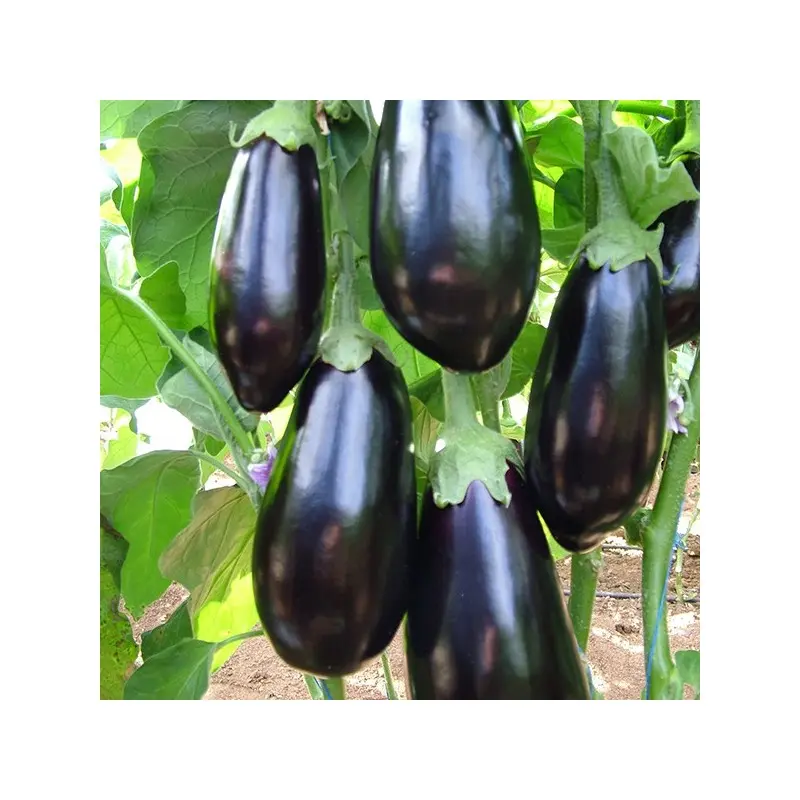 Seminte vinete Gortina F1
